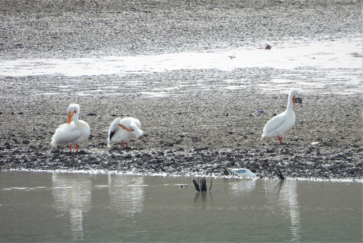 American White Pelican - ML551147151