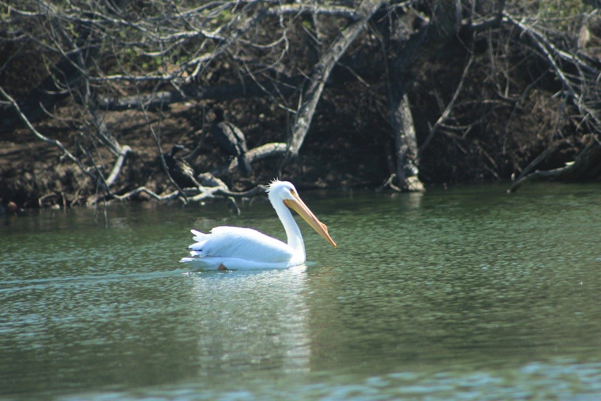 American White Pelican - evelyn chang