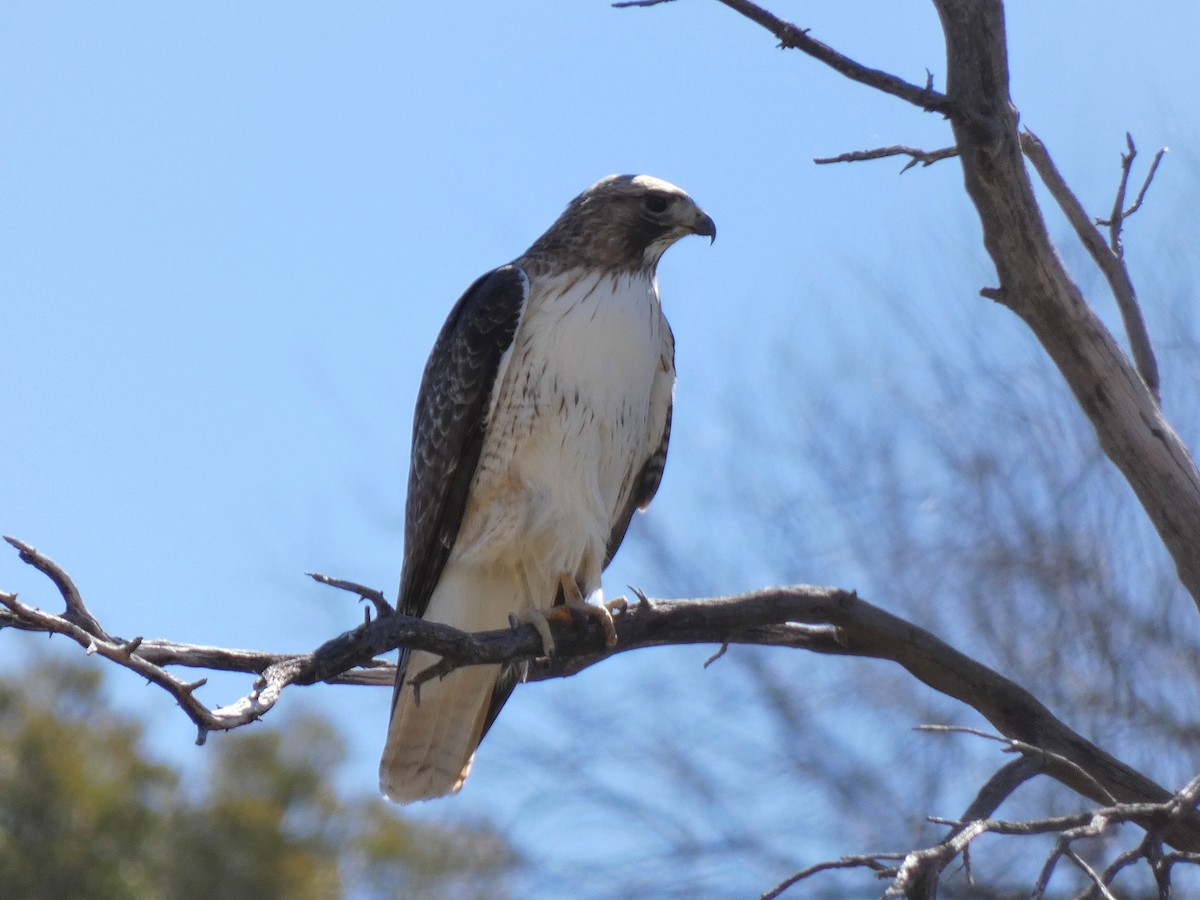 Red-tailed Hawk - ML551150261