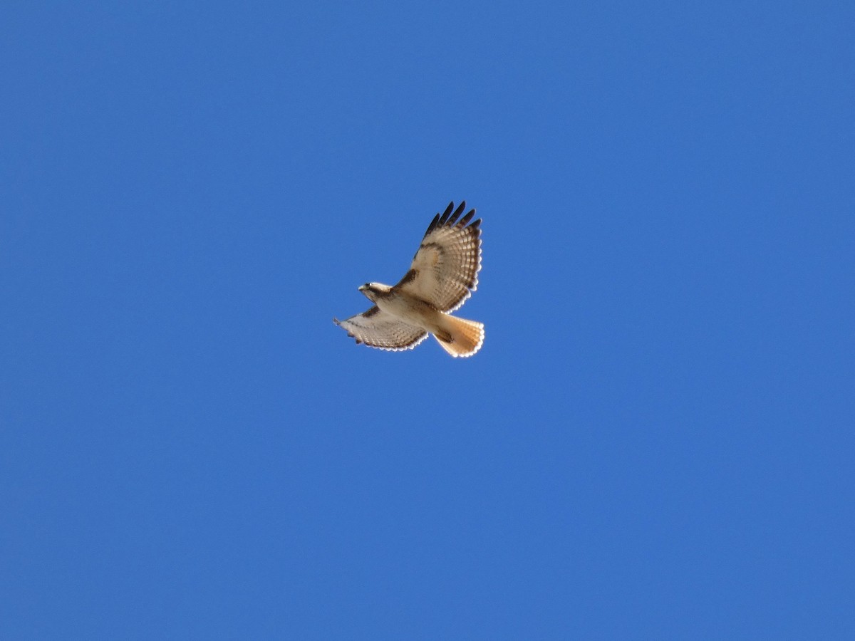 Red-tailed Hawk - ML551150271