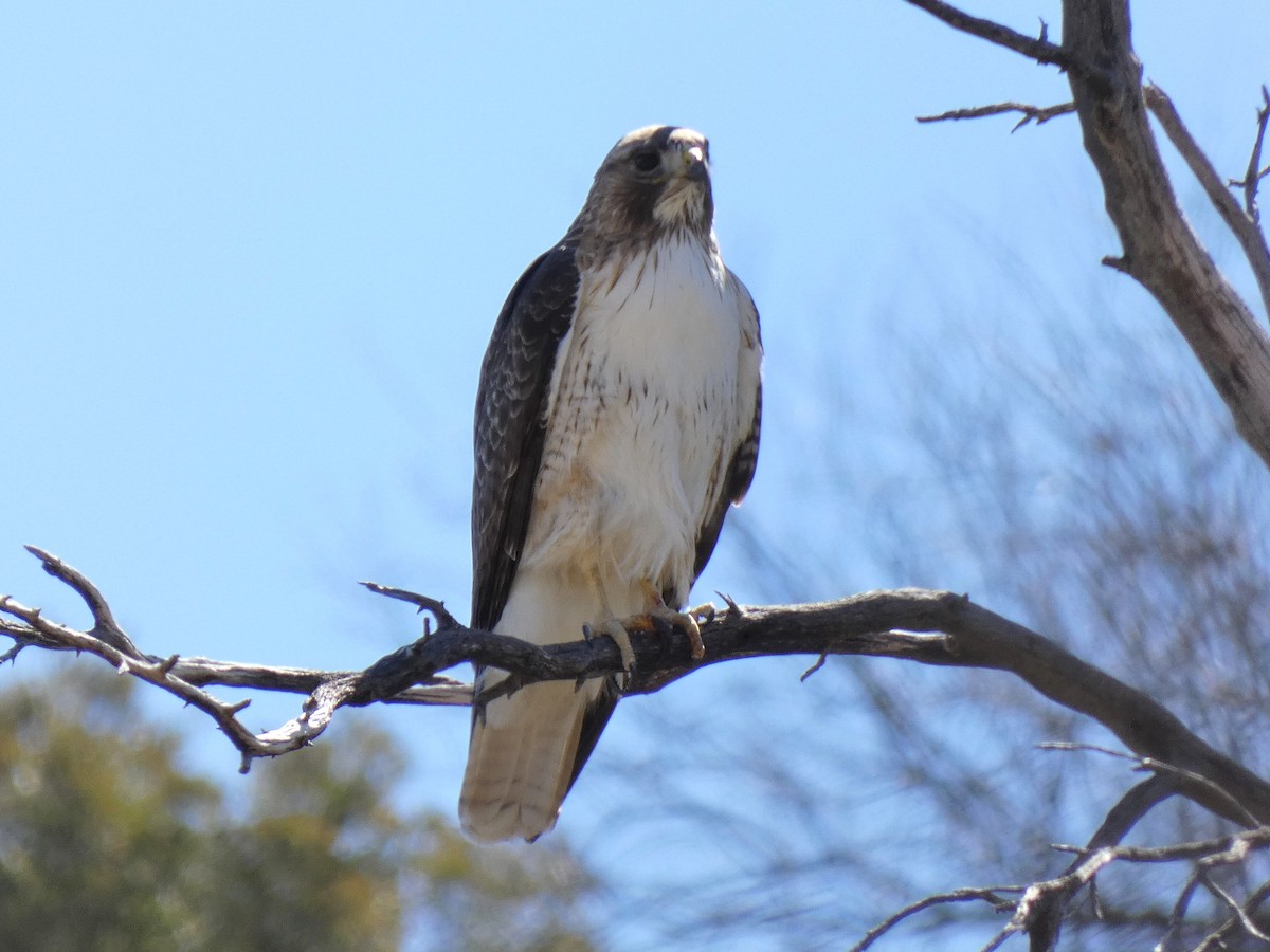 Red-tailed Hawk - ML551150281