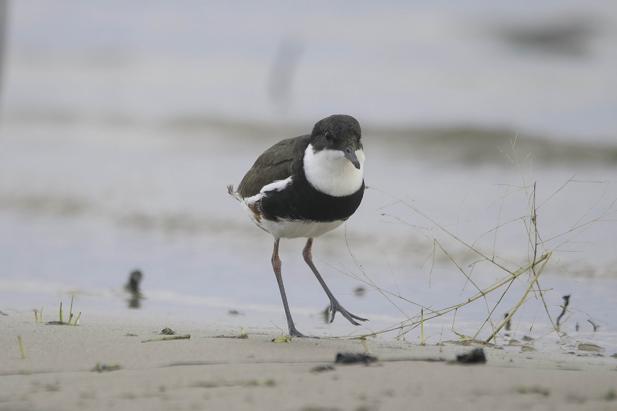 Red-kneed Dotterel - ML55115101