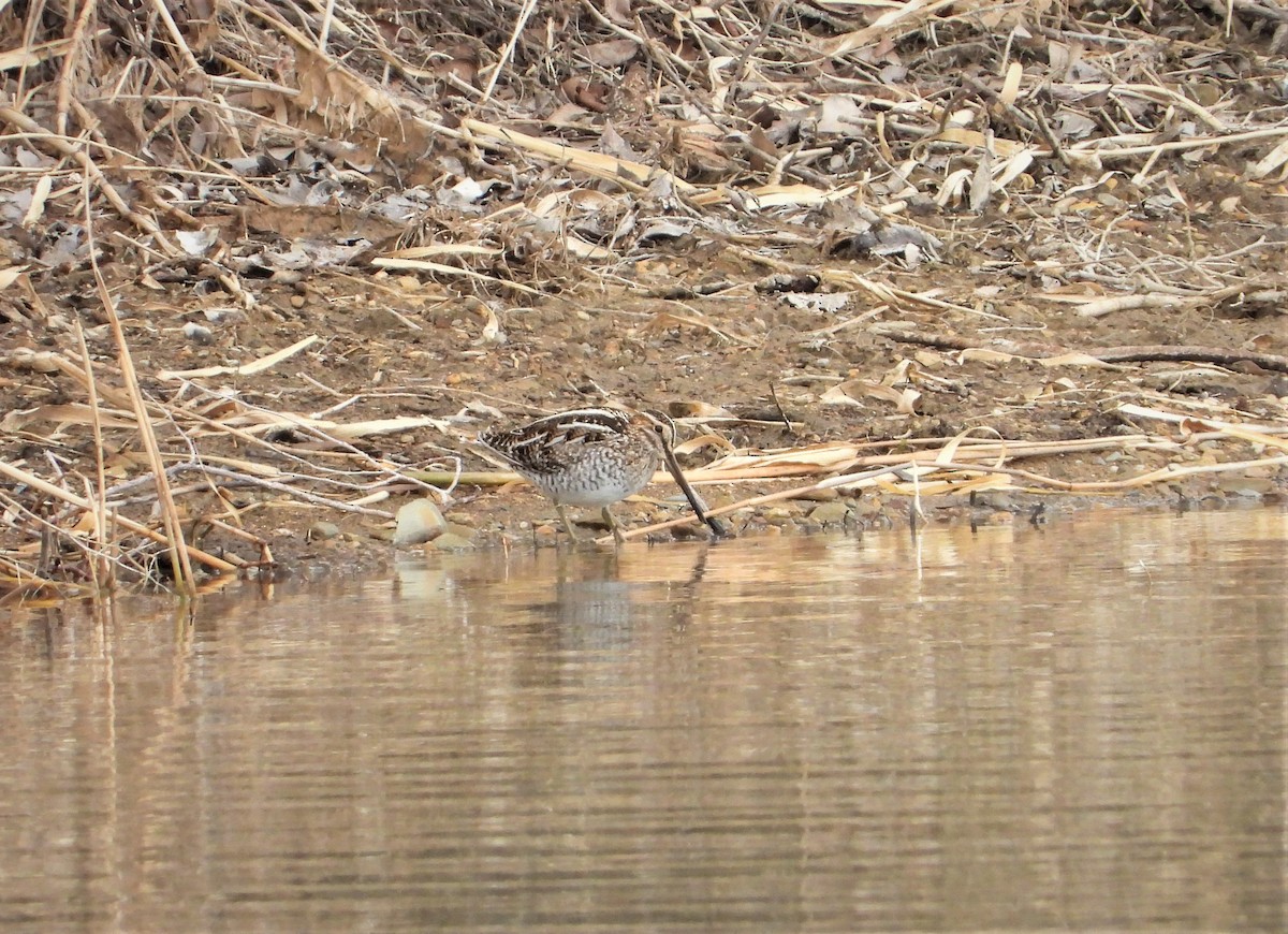 bekasina severoamerická - ML551151571