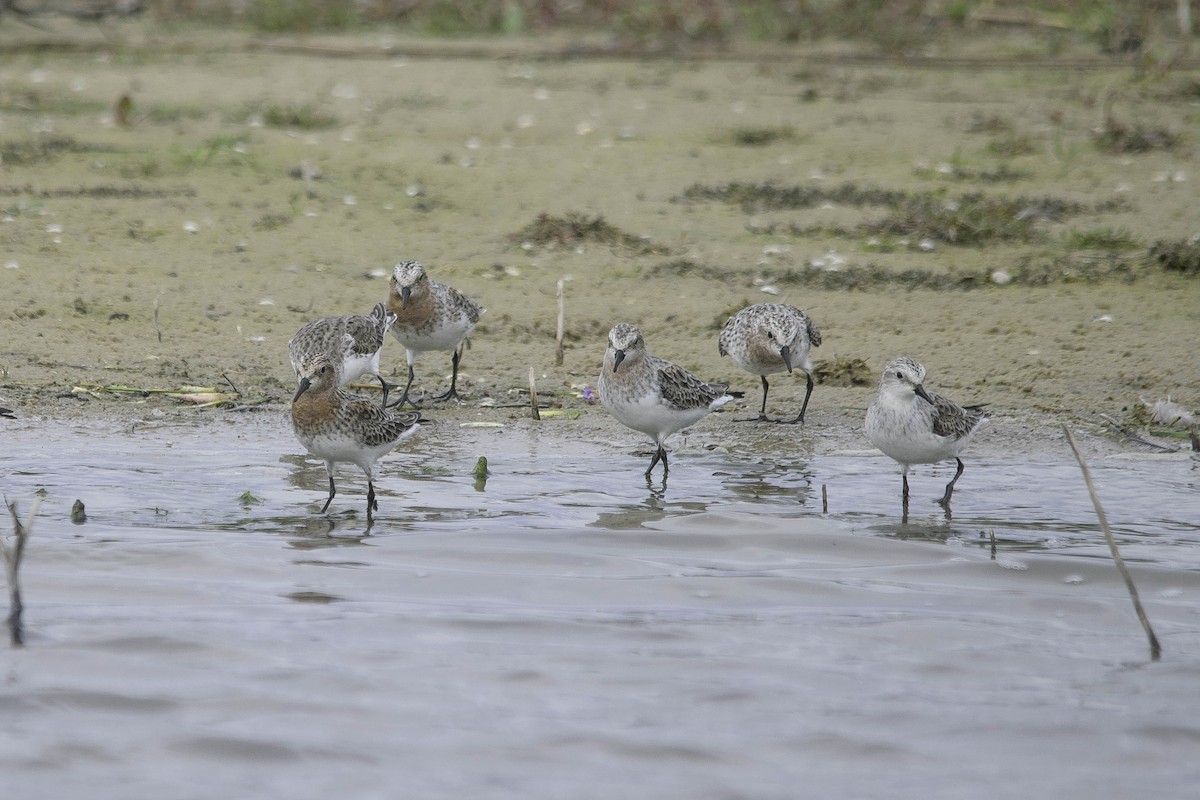 Red-necked Stint - ML55115161