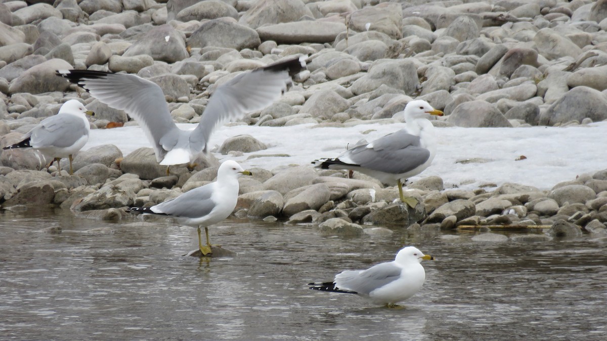 California Gull - ML551151721