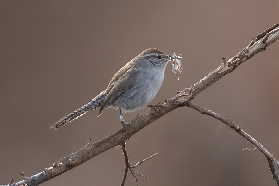 Bewick's Wren - ML551151731