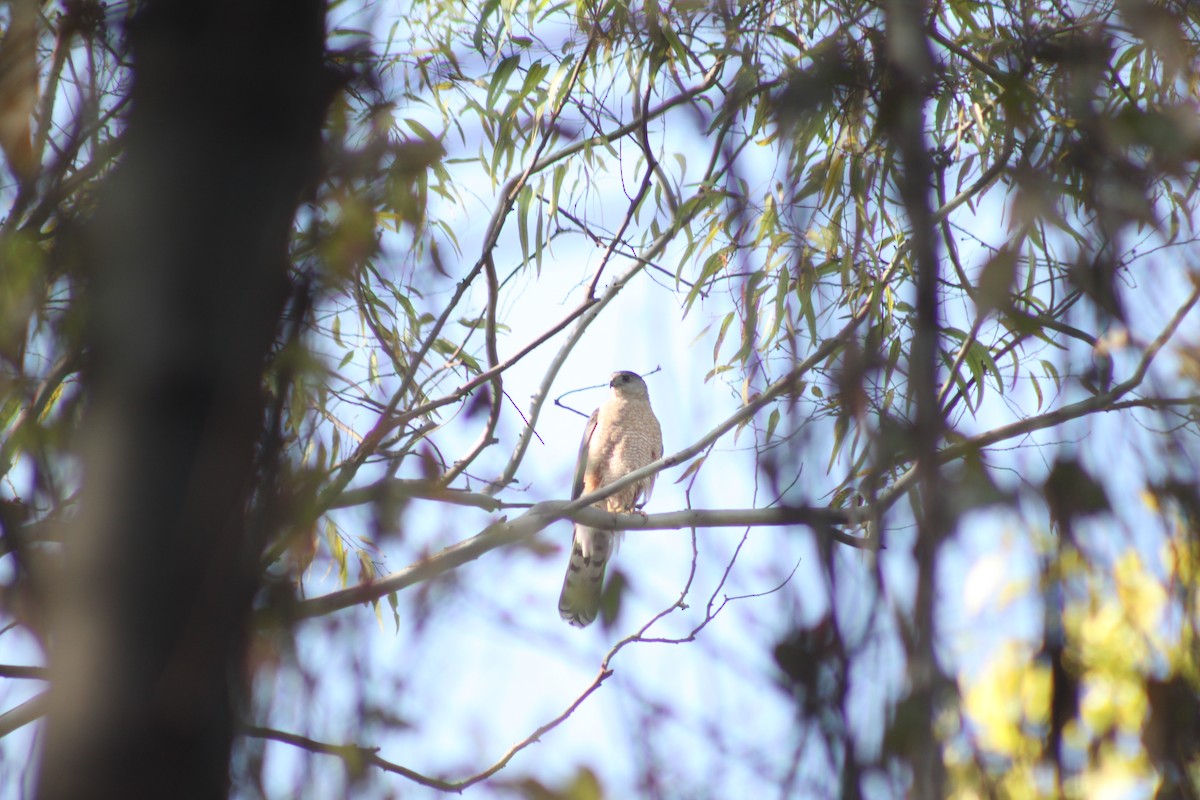 Cooper's Hawk - ML551151811