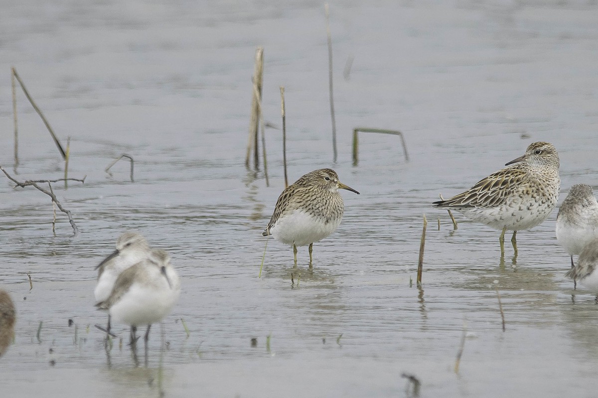 アメリカウズラシギ - ML55115261