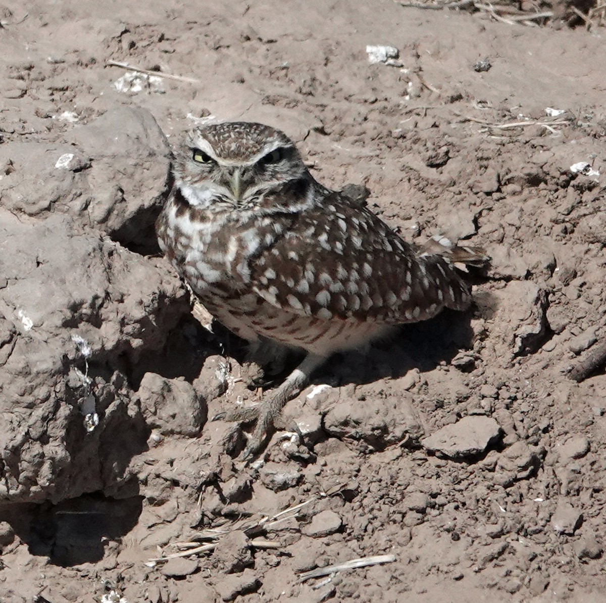 Burrowing Owl - ML551152901