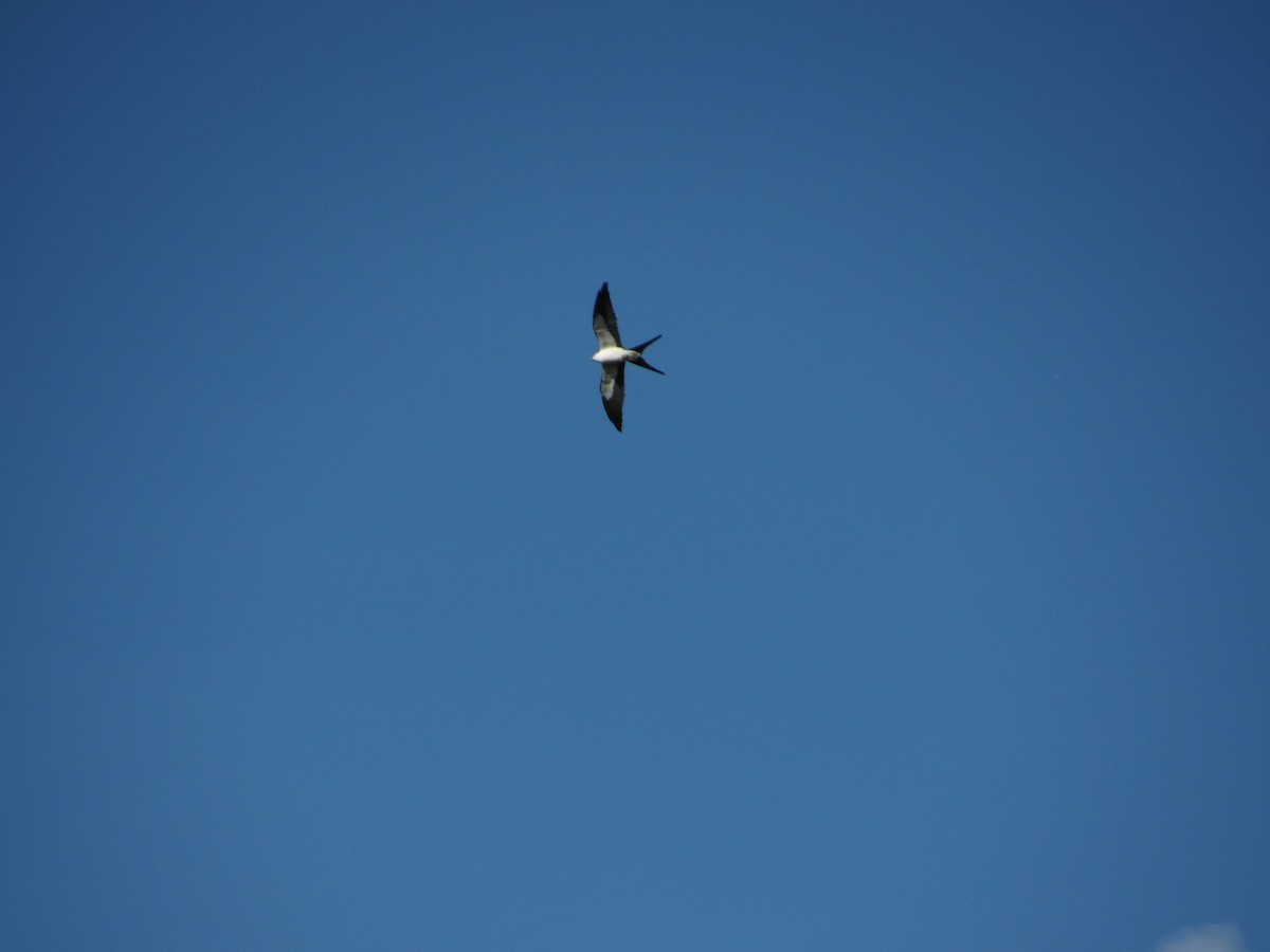 Swallow-tailed Kite - Kara Kump