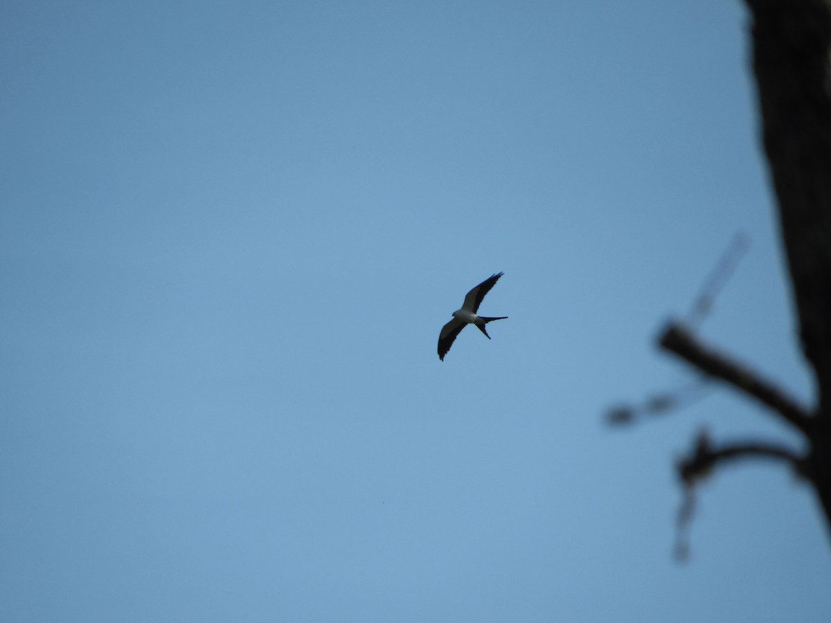 Swallow-tailed Kite - Kara Kump
