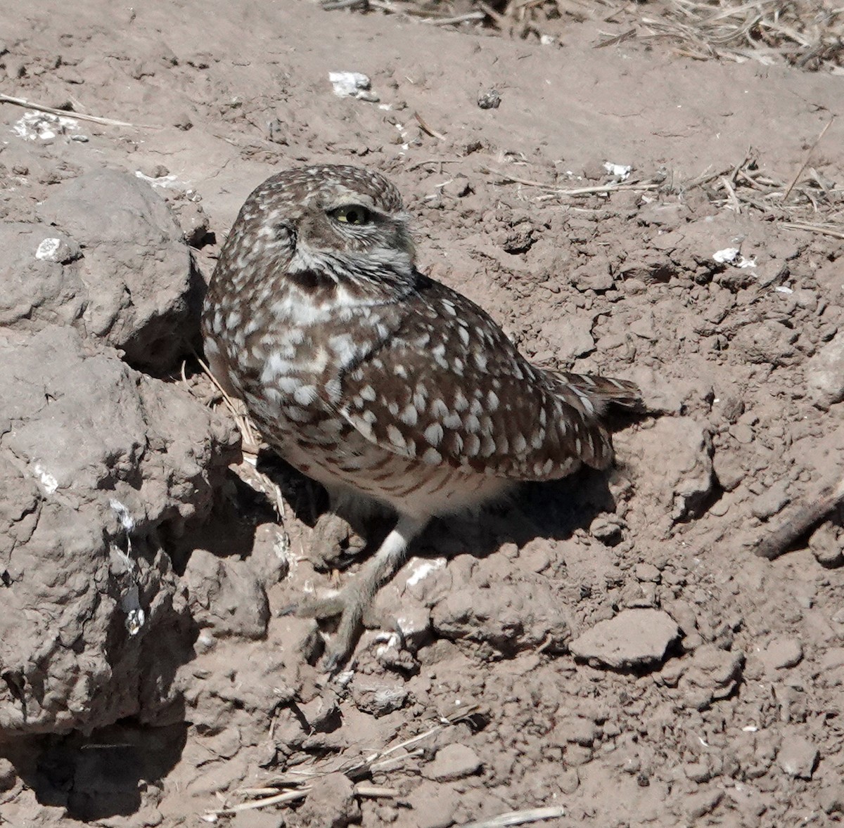 Burrowing Owl - ML551152971