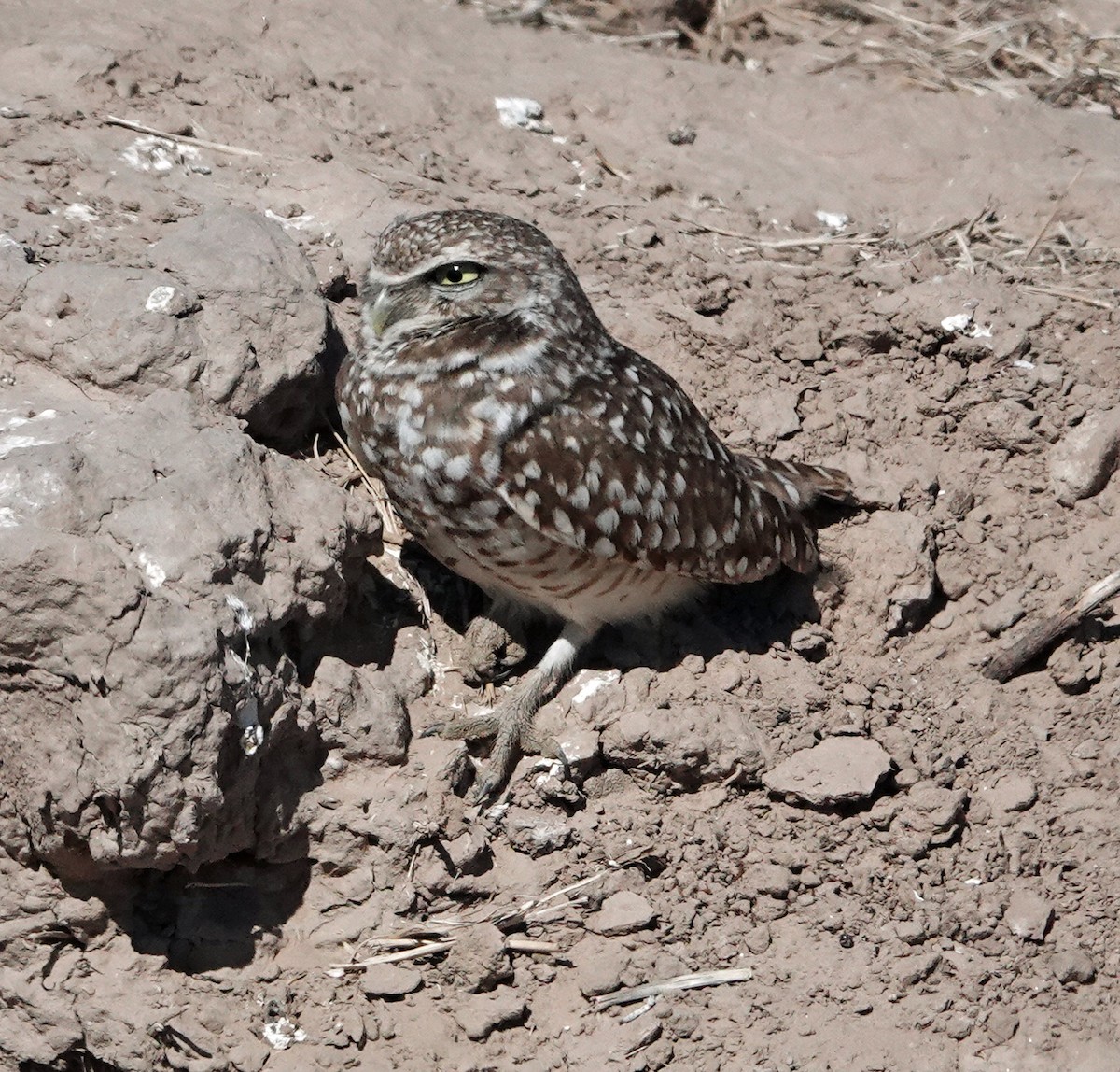 Burrowing Owl - ML551153011