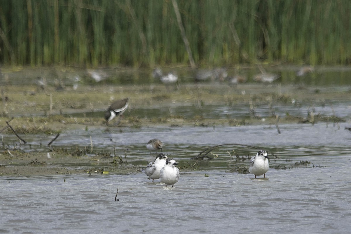 Whiskered Tern - ML55115341