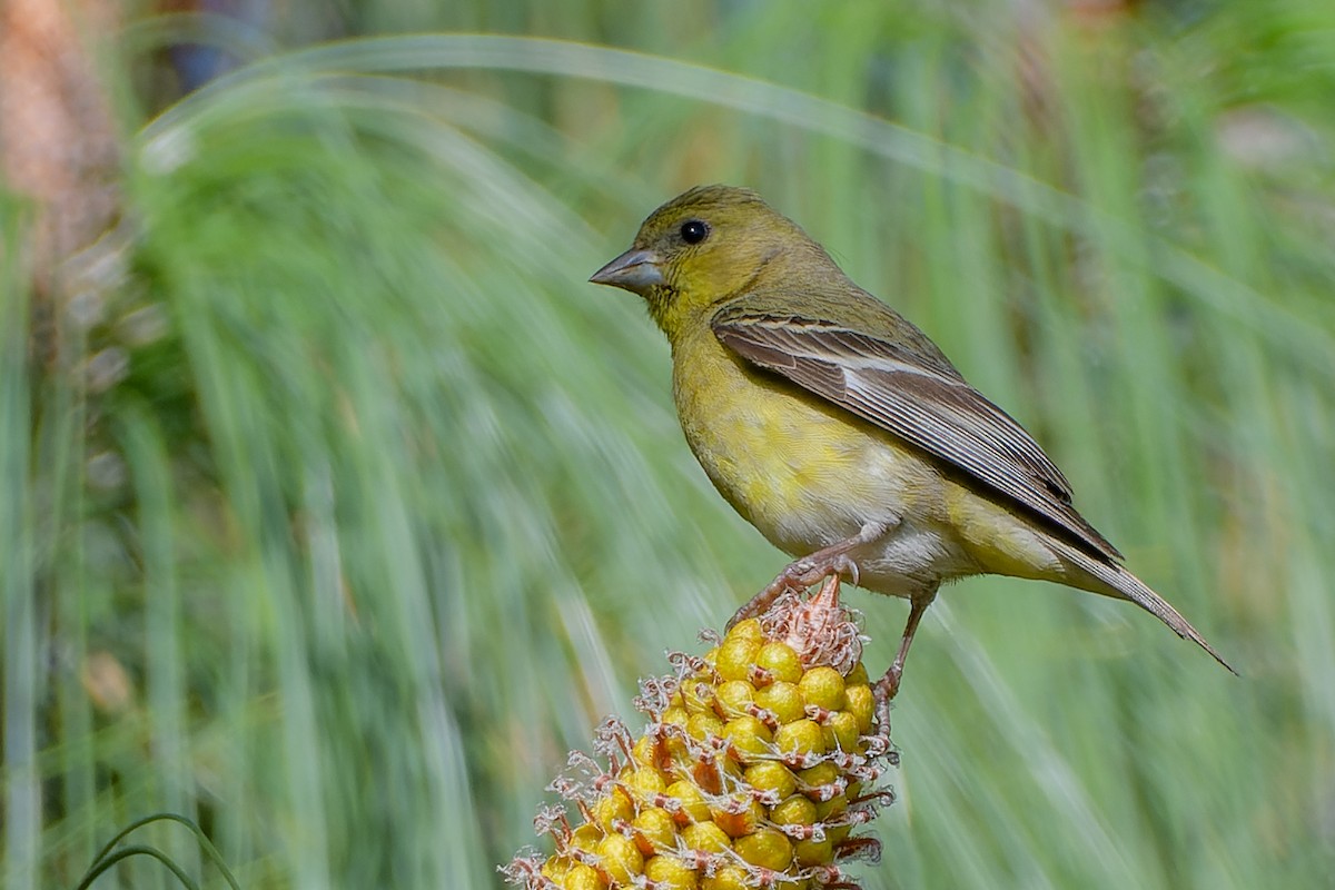 Lesser Goldfinch - ML551153871