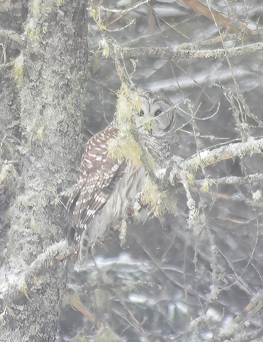 Barred Owl - Ernie Silhanek