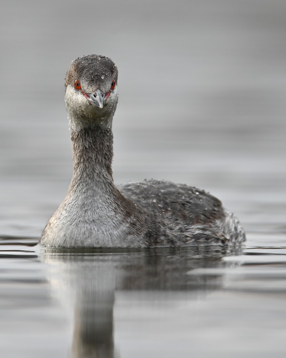 Horned Grebe - ML551155131