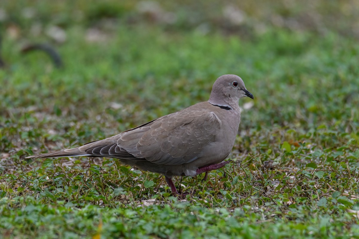 Eurasian Collared-Dove - Ruben Torres