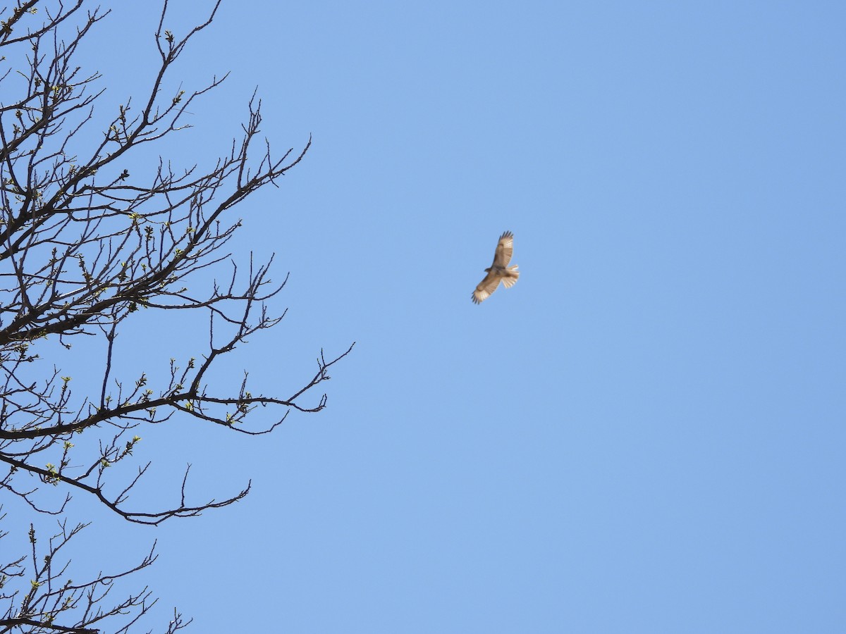 Red-tailed Hawk - ML551157101