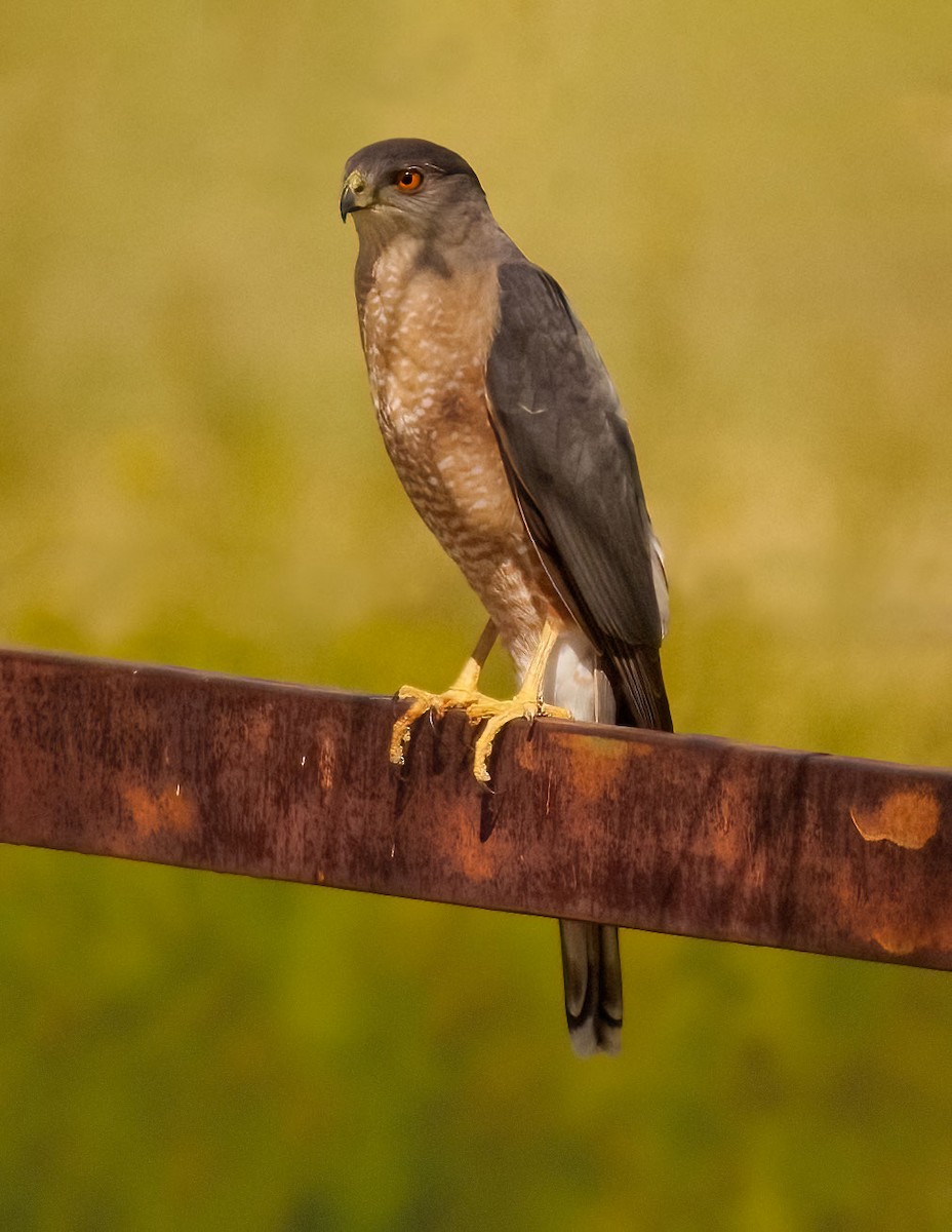 Cooper's Hawk - ML551158301