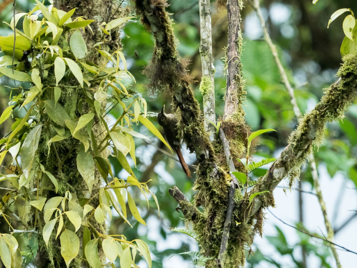 Spotted Woodcreeper (Berlepsch's) - ML551158391