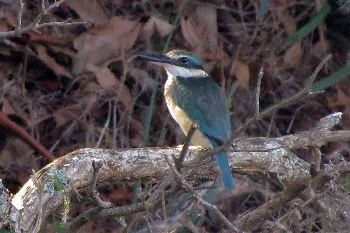 Sacred Kingfisher - ML55115841