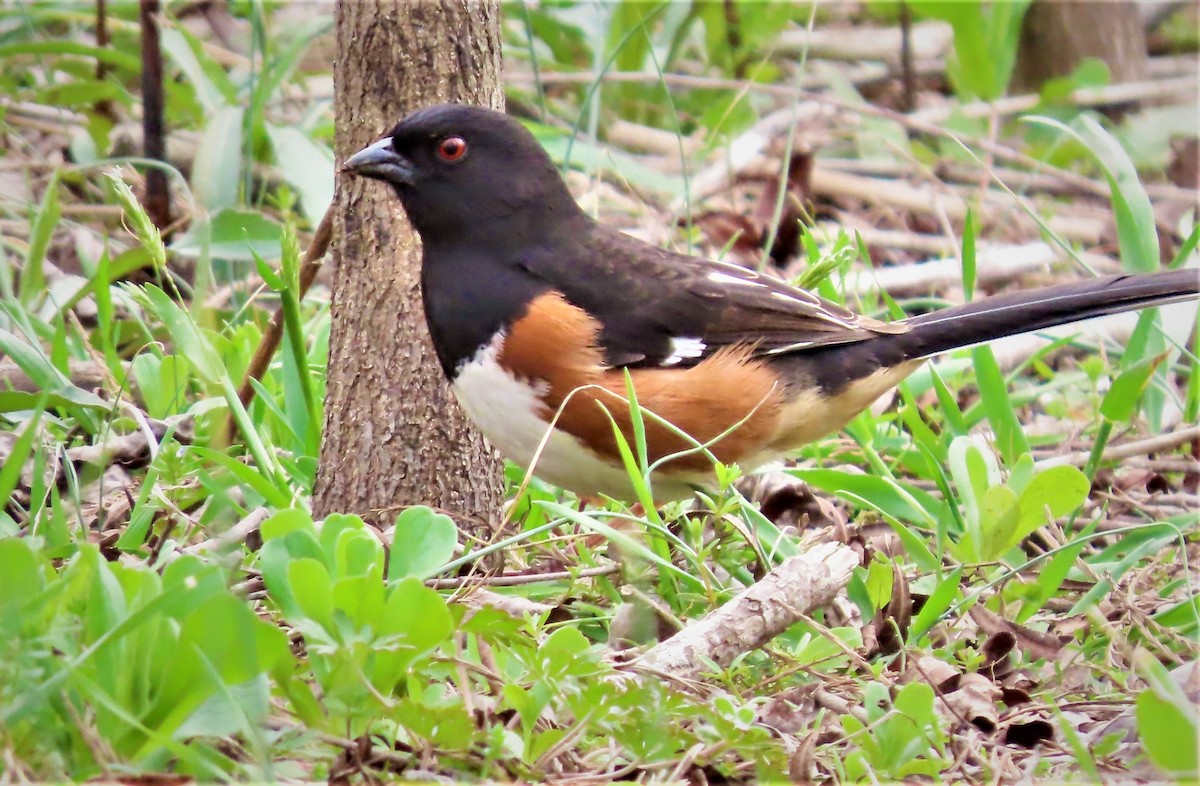 pipilo rudooký - ML551159551