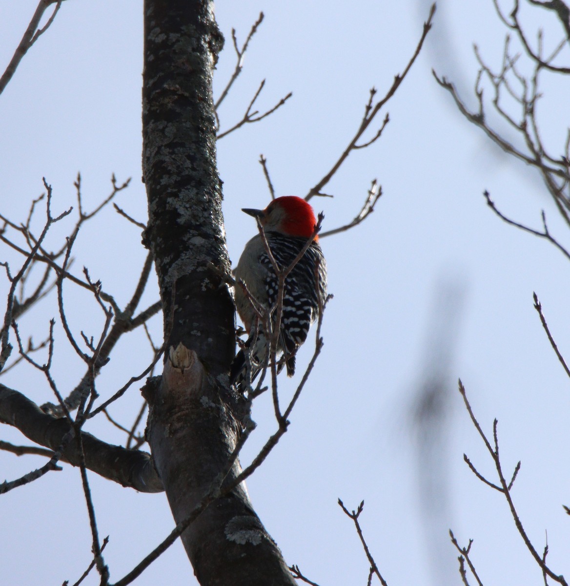Red-bellied Woodpecker - ML551159961