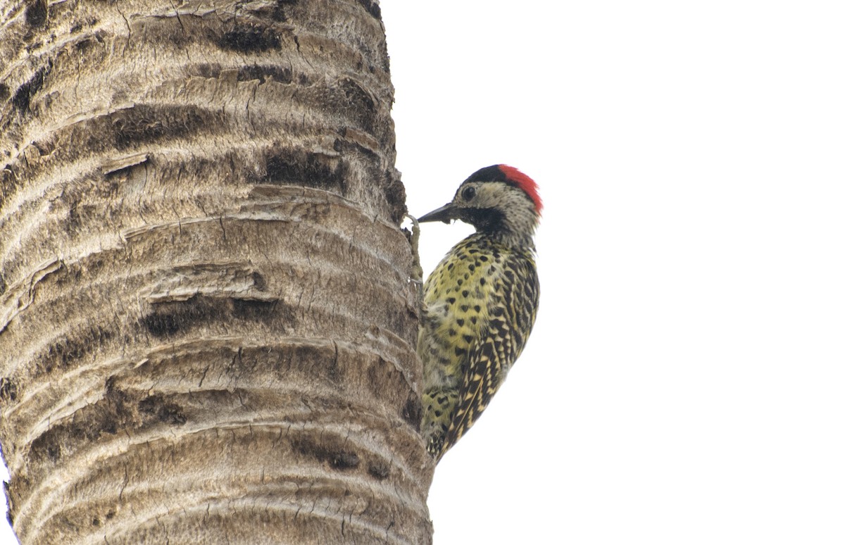 Green-barred Woodpecker - ML551160381