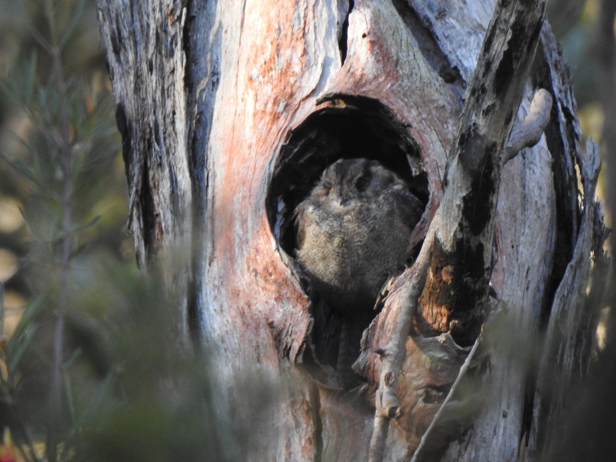 Australian Owlet-nightjar - ML551160661