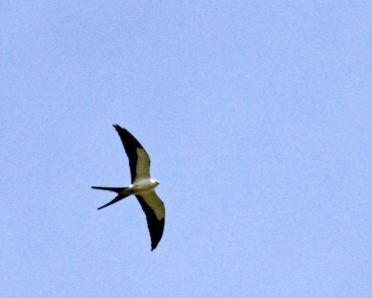 Swallow-tailed Kite - ML551161281