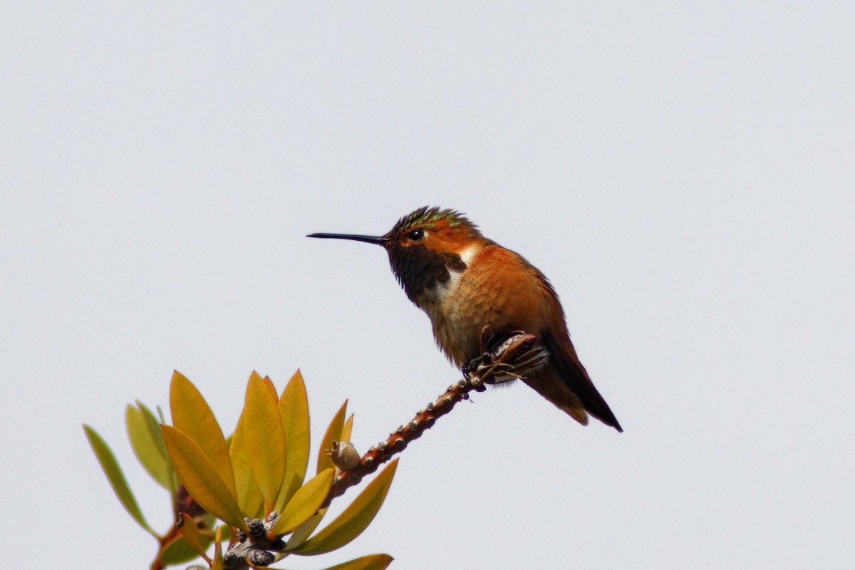 hummingbird sp. - Matthew Mellor
