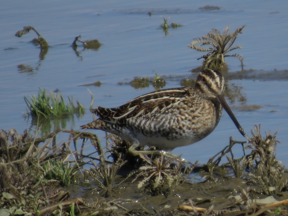 Wilson's Snipe - ML551161921