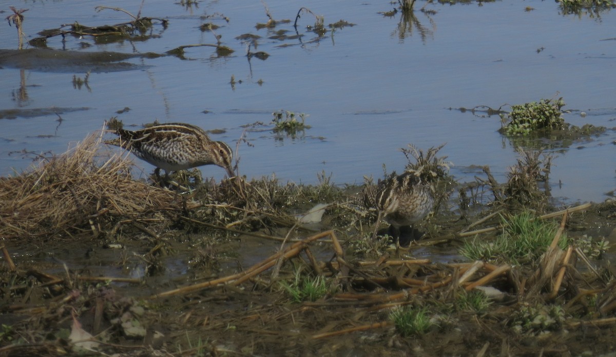 Wilson's Snipe - ML551162121