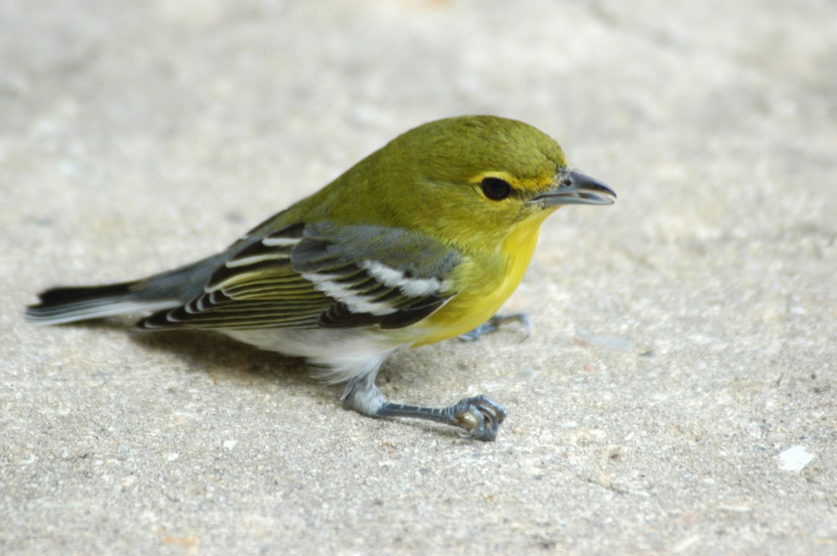 Yellow-throated Vireo - Marlene Cashen