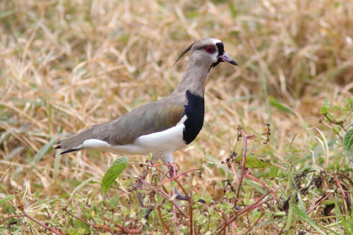 Southern Lapwing - ML551162871