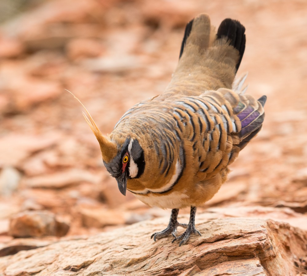 Spinifex Pigeon - Matteo Grilli