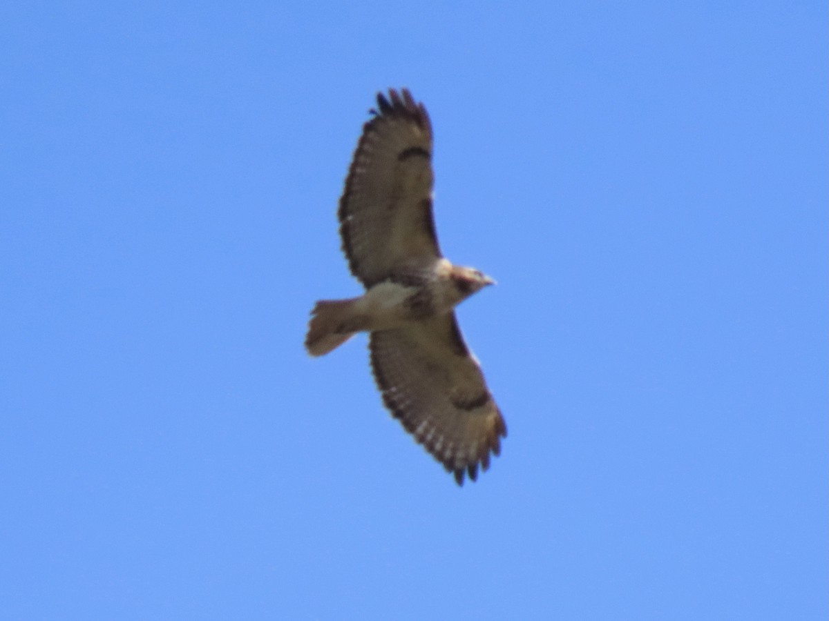 Red-tailed Hawk - ML551163391