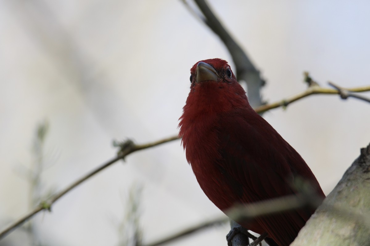 Summer Tanager - Logan Smiley