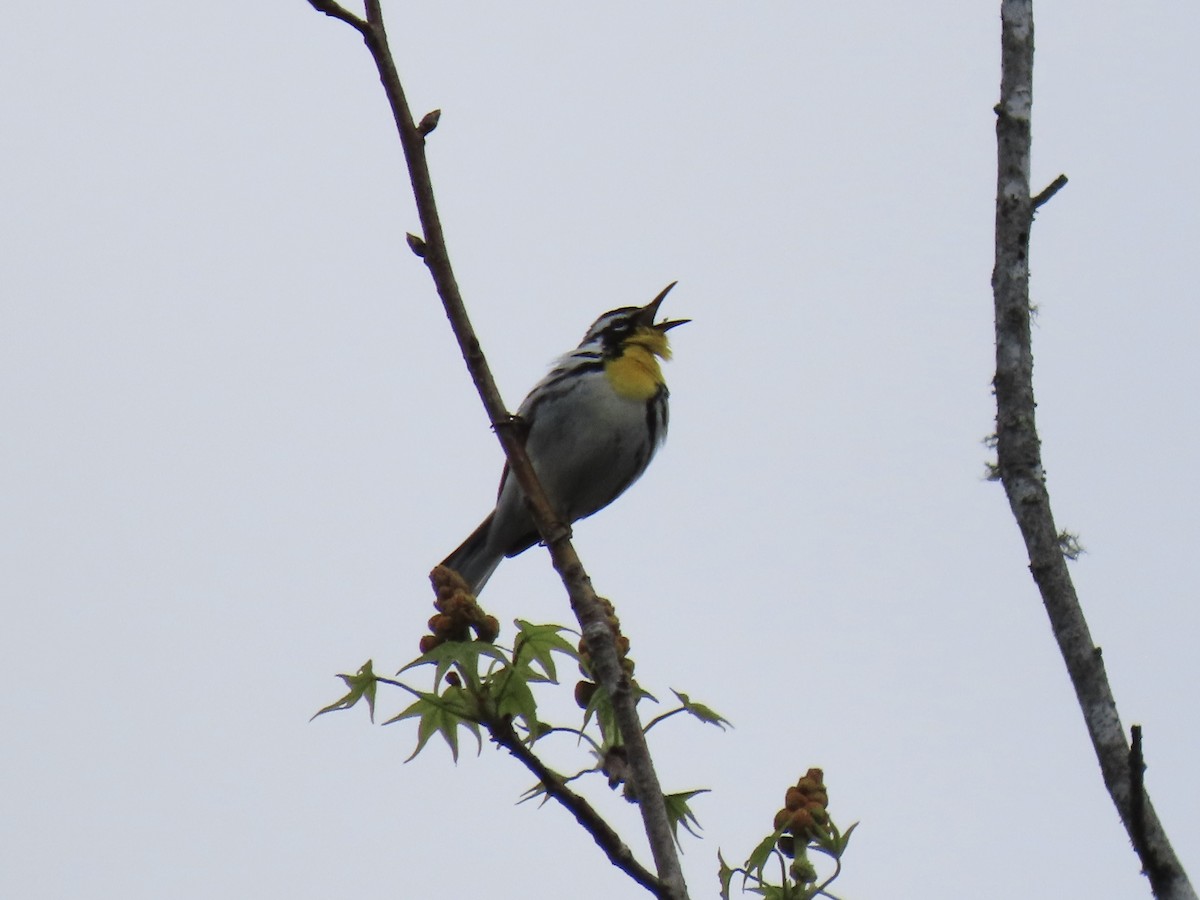 Yellow-throated Warbler - ML551164301