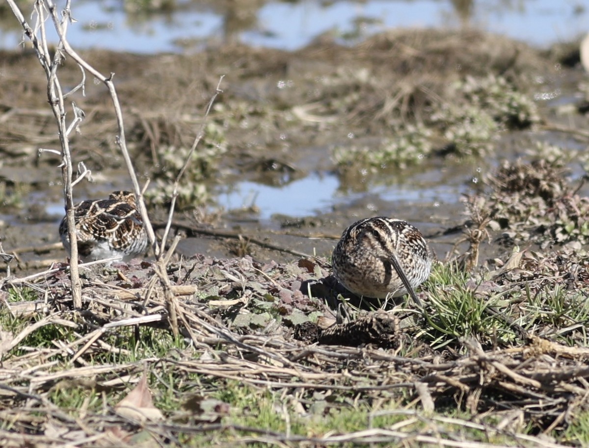 Wilson's Snipe - ML551164531