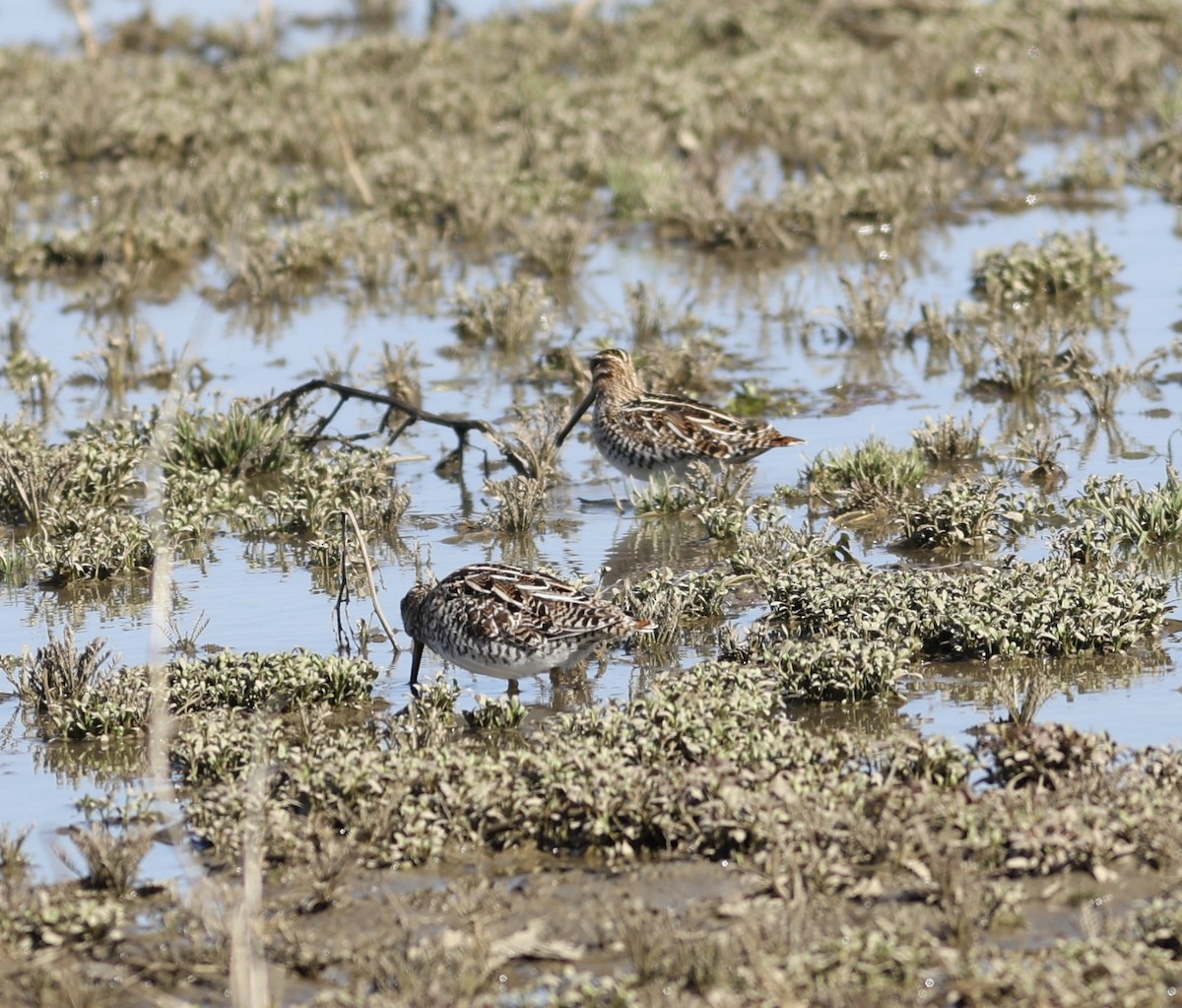 Wilson's Snipe - ML551164541