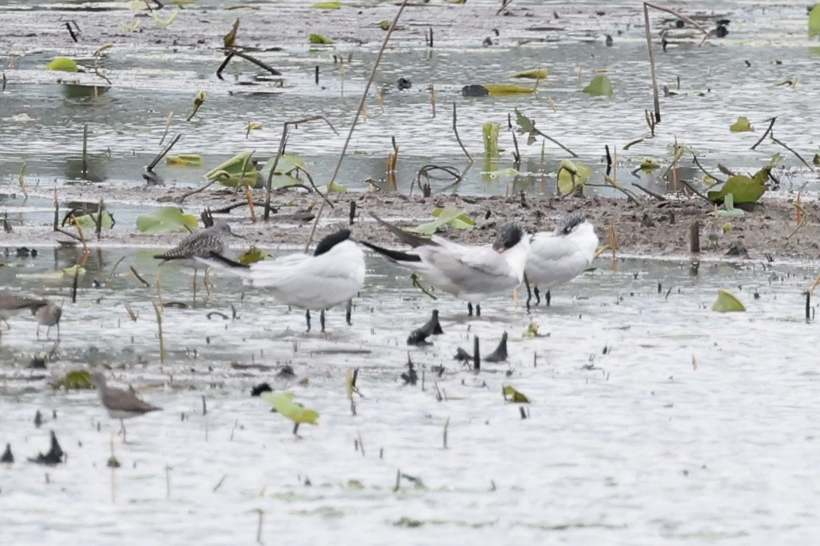 Caspian Tern - ML551165181