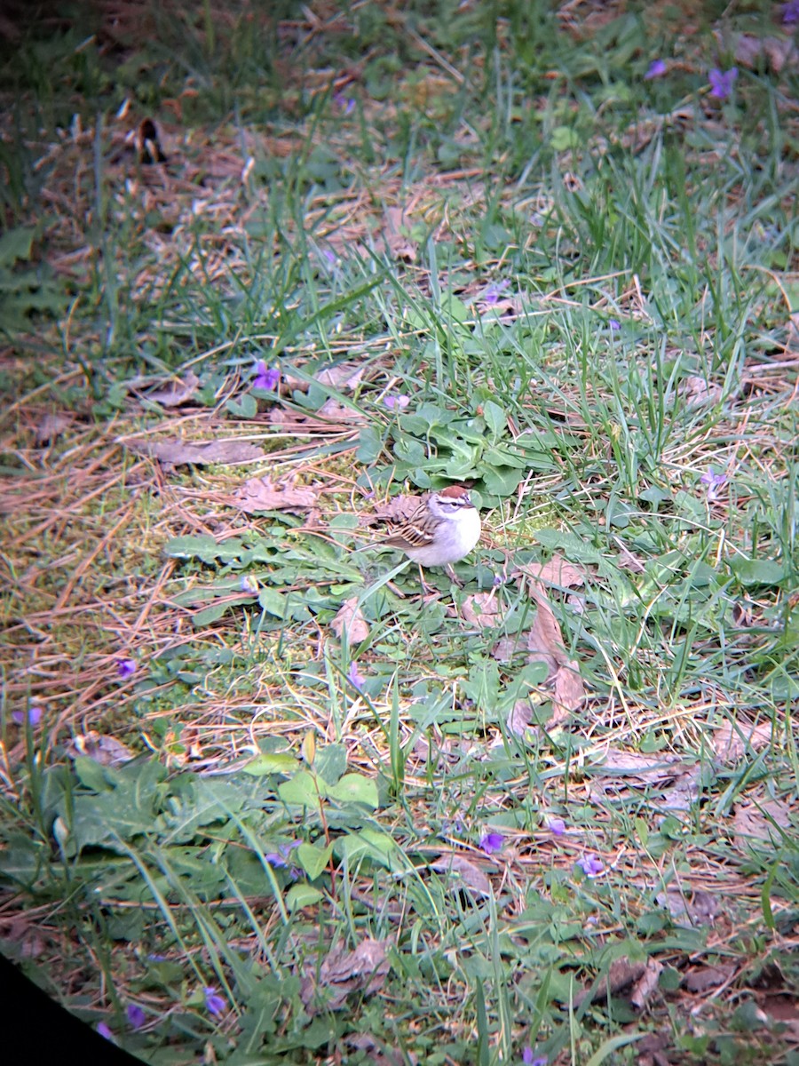 Chipping Sparrow - ML551165381