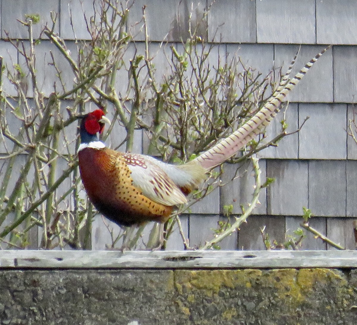 Ring-necked Pheasant - Molly Sultany