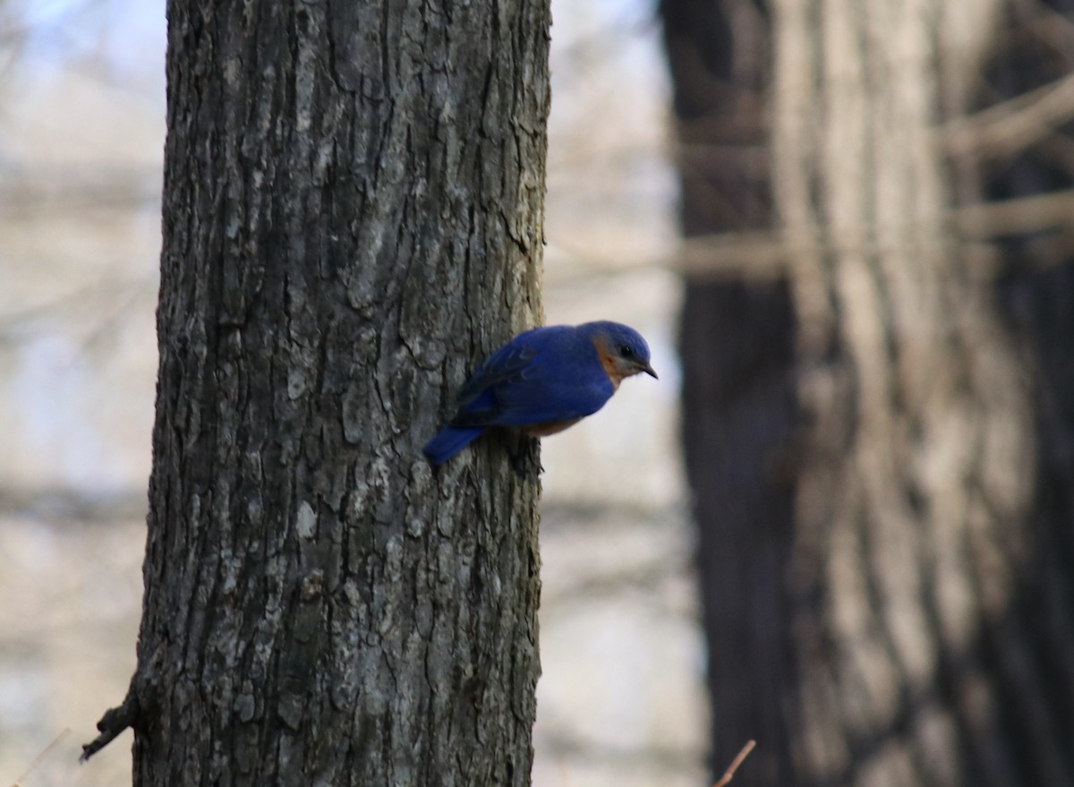 Eastern Bluebird - ML551167441