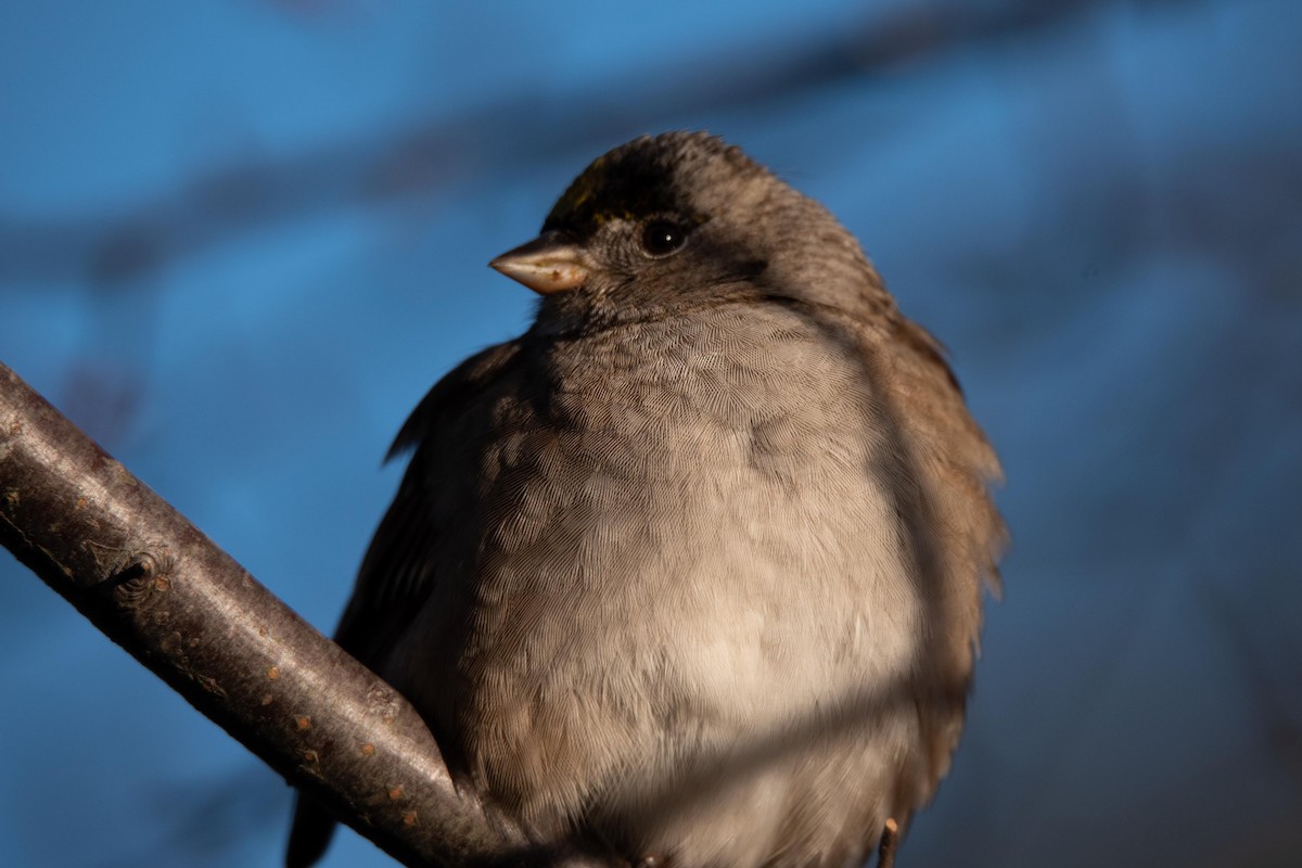 Golden-crowned Sparrow - ML551168871