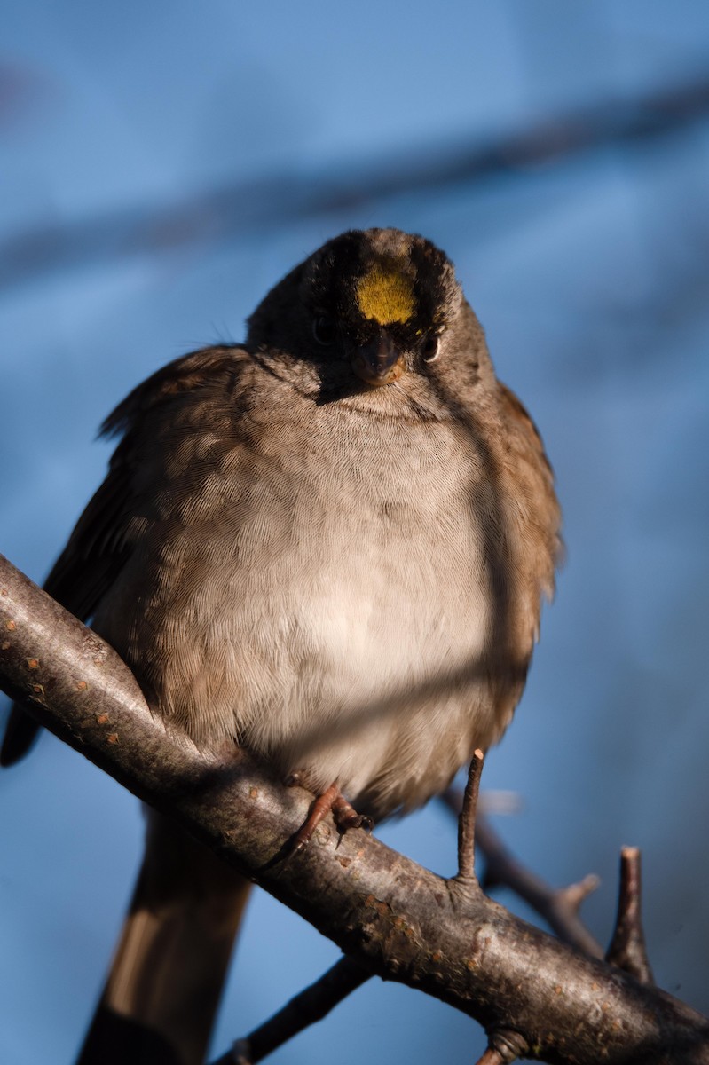 Golden-crowned Sparrow - ML551168881