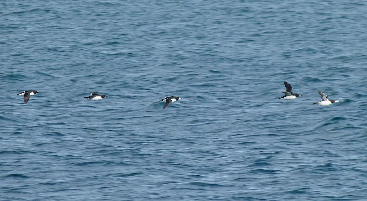 Thick-billed Murre - ML551168901