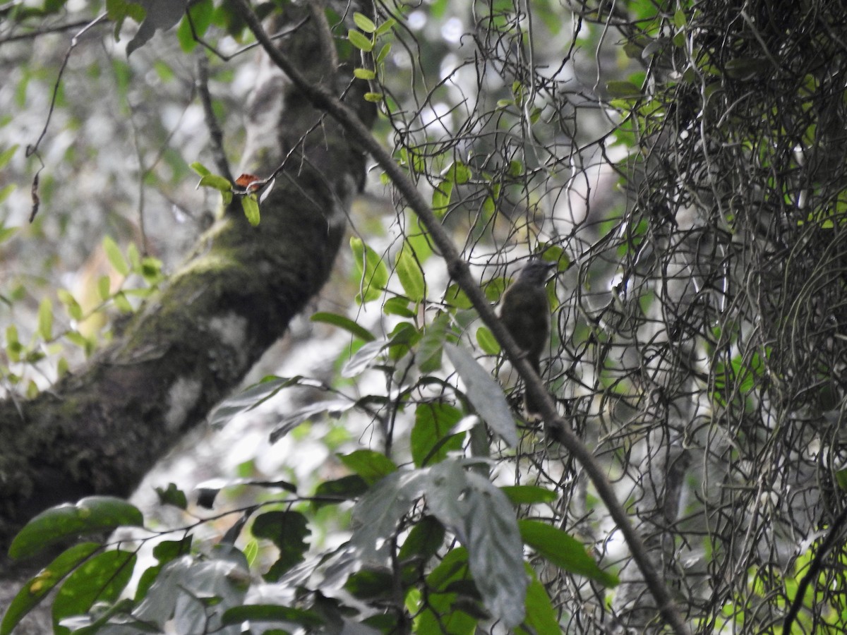 Gray Cuckooshrike - ML551168921